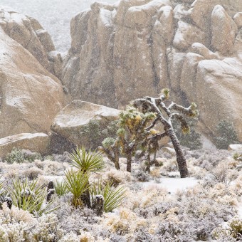 Joshua Tree snowfall