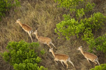 Impalas