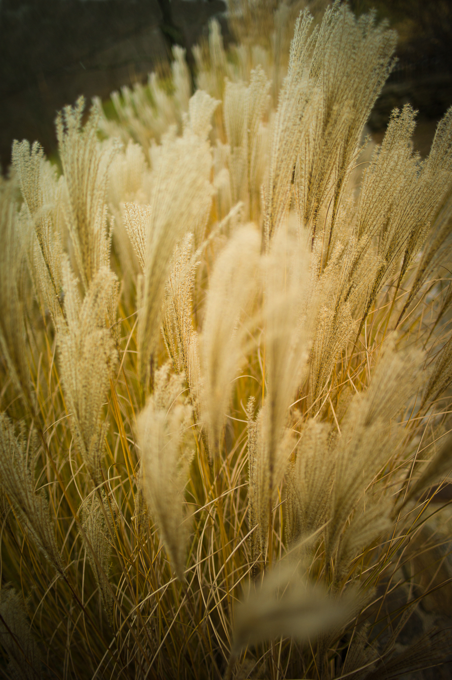 Ornamental grasses