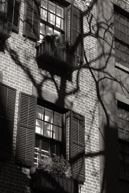 Tree on West 12th Street