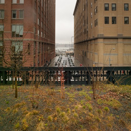 A hint of Spring on the Highline