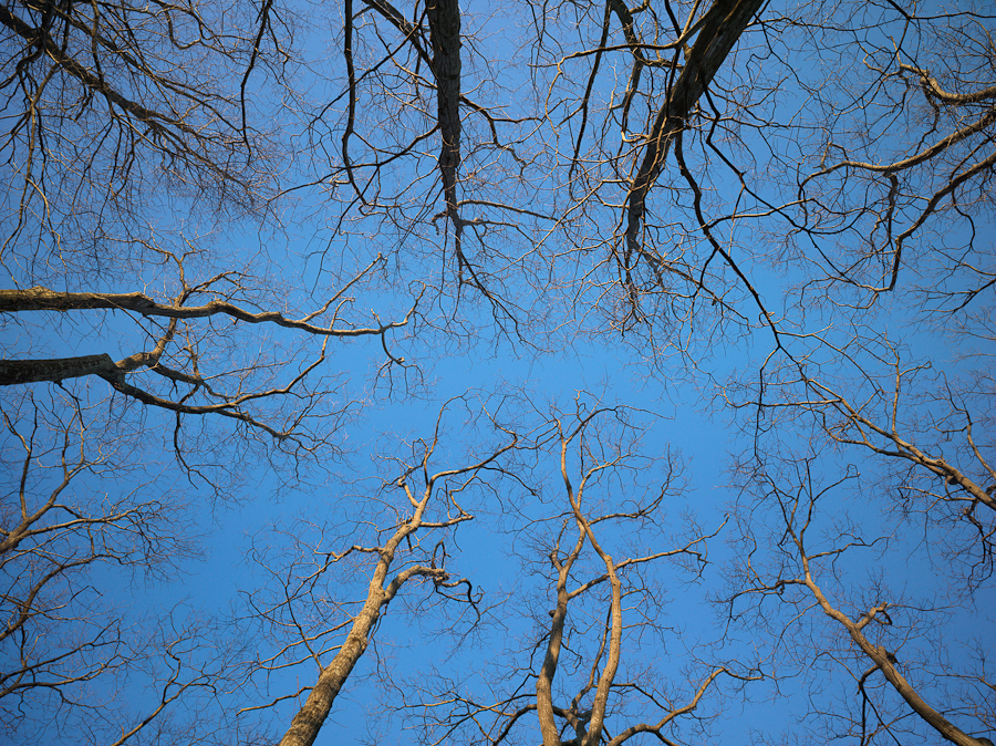 White oaks and sugar maples
