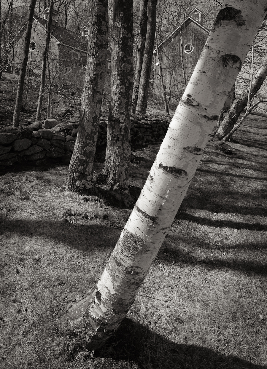 Birch