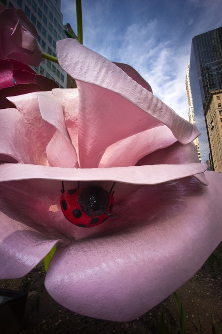 Roses on Park Avenue