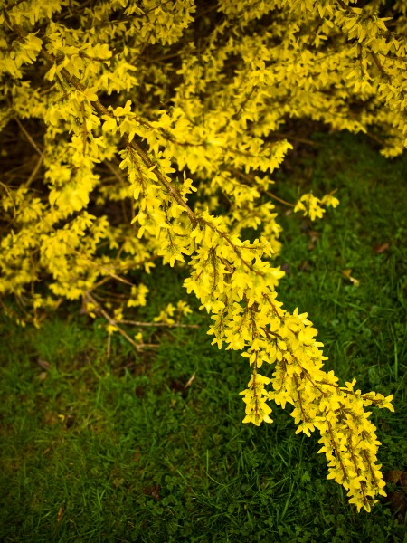 Forsythia