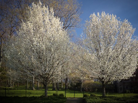 Pears in bloom