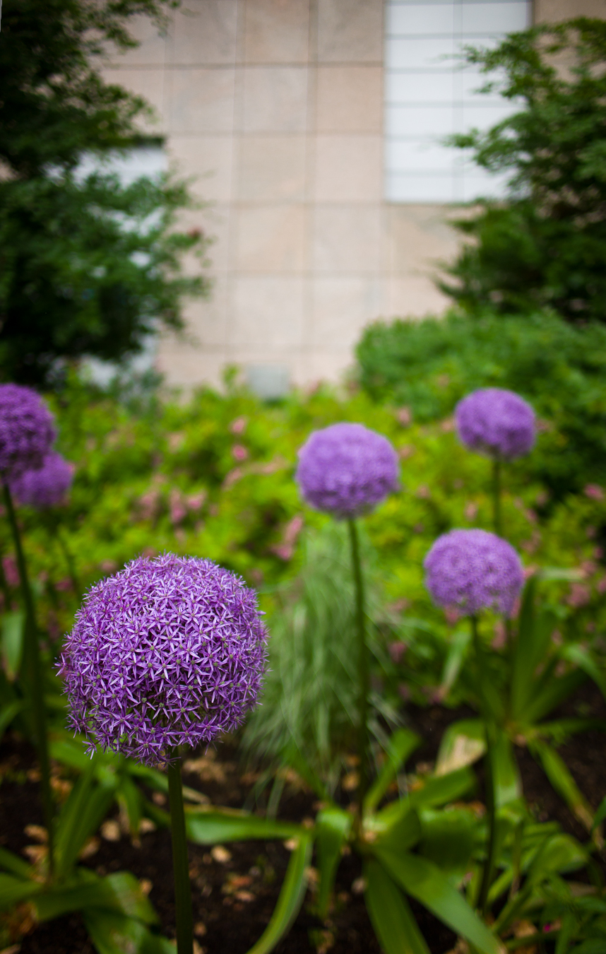 Allium Giganteum
