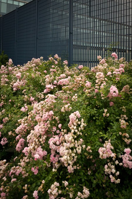 The Big Dig gains some native roses