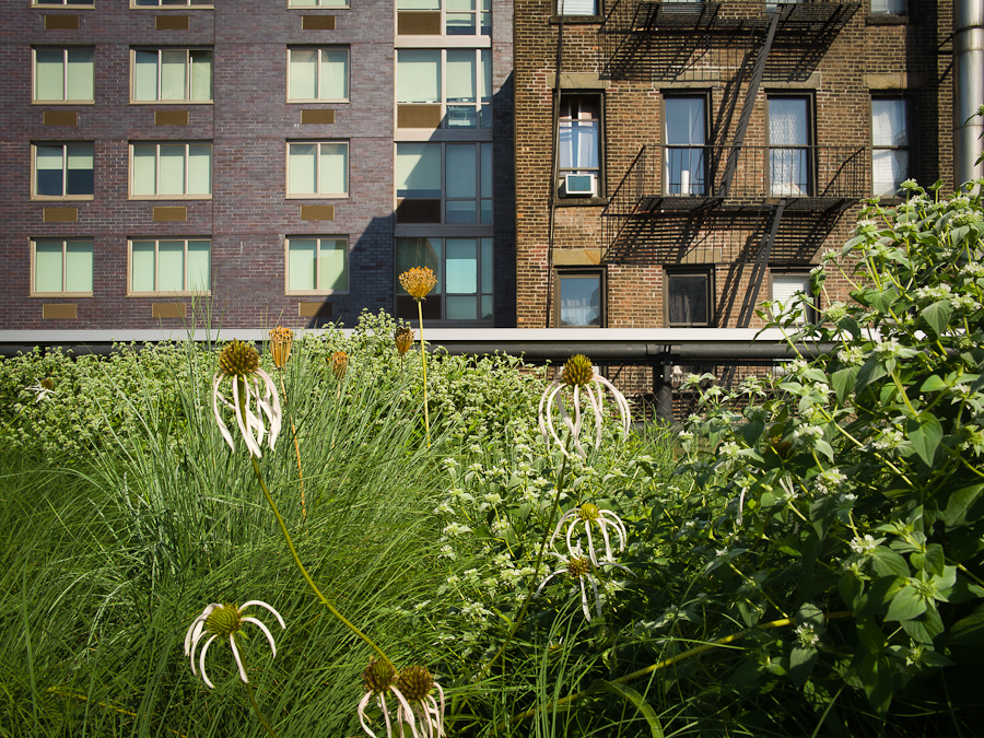 High Line perennials