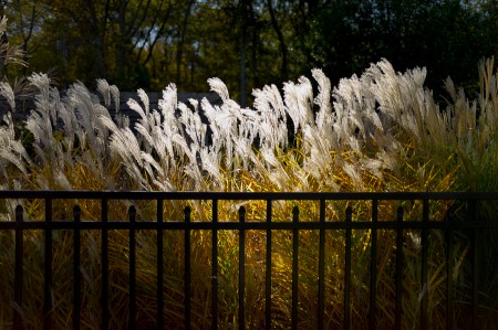 Ornamental Grass