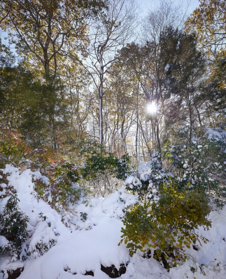 Fall colors after the blizzard