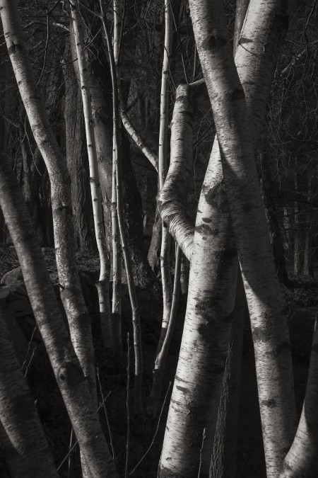 Birches