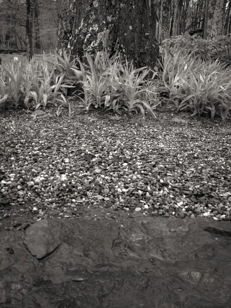 Pebbles, leaves and trees