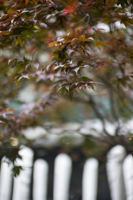 Japanese Maple at Lever House