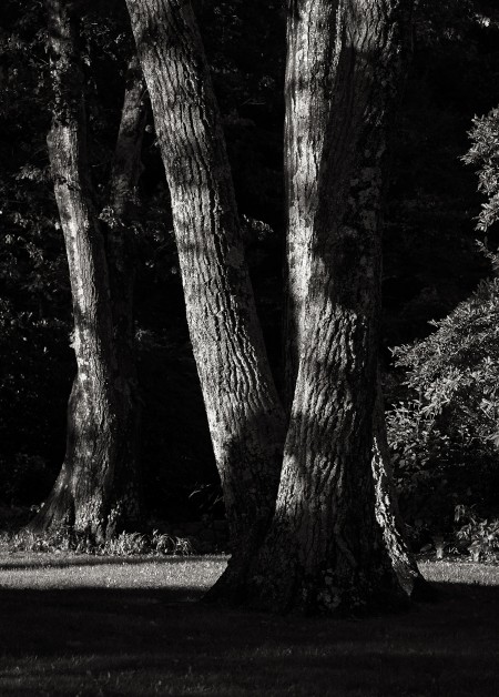 Park - Black and White