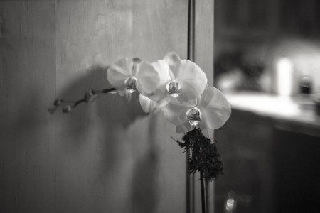 Orchid
