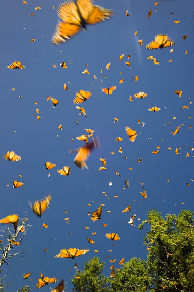 Monarch butterflies