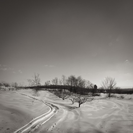 Luke Tanner's orchard