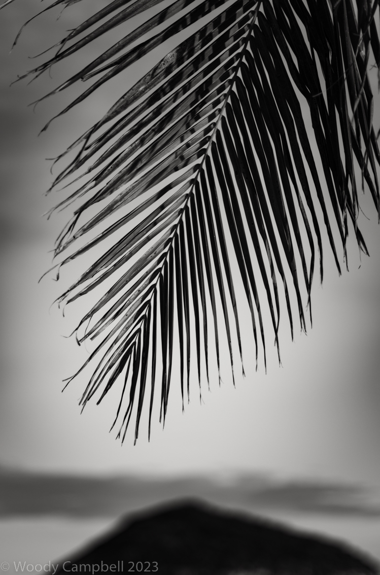 Palm